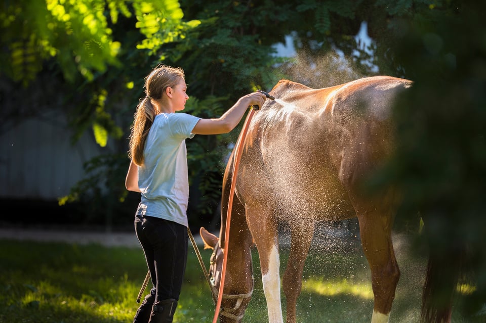 girl performs care treatments. Horse care